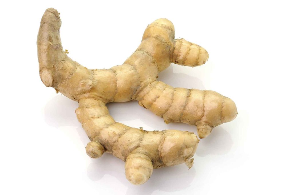 White Turmeric Host and care